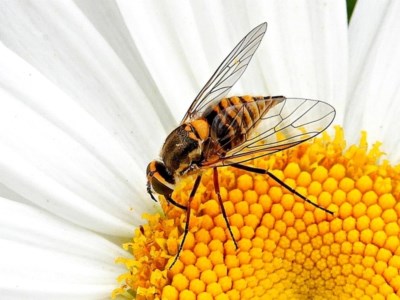 Australiphthiria hilaris (Slender Bee Fly) at Crooked Corner, NSW - 5 Dec 2020 by Milly