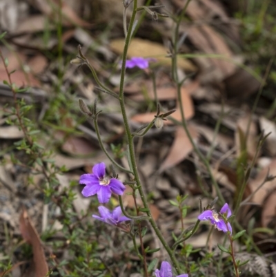 Scaevola ramosissima (Hairy Fan-flower) at Penrose - 17 Nov 2020 by Aussiegall