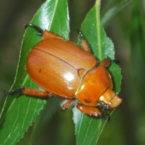 Anoplognathus montanus at Nimmo, NSW - 7 Dec 2020