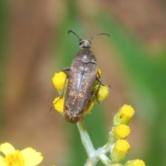 Trigonodera sp. (genus) (Wedge-shaped beetle) at Wyanbene, NSW - 7 Dec 2020 by Harrisi