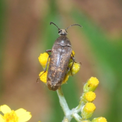 Trigonodera sp. (genus) (Wedge-shaped beetle) at Wyanbene, NSW - 7 Dec 2020 by Harrisi