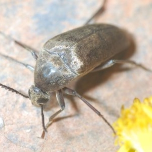 Trigonodera sp. (genus) at Wyanbene, NSW - 7 Dec 2020