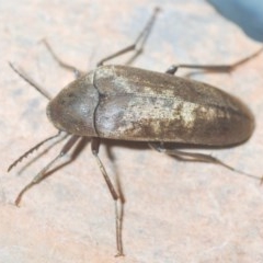 Trigonodera sp. (genus) at Wyanbene, NSW - 7 Dec 2020