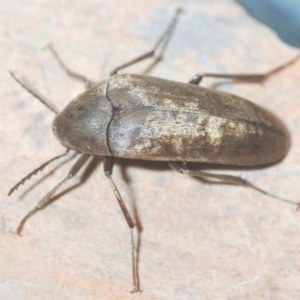 Trigonodera sp. (genus) at Wyanbene, NSW - 7 Dec 2020