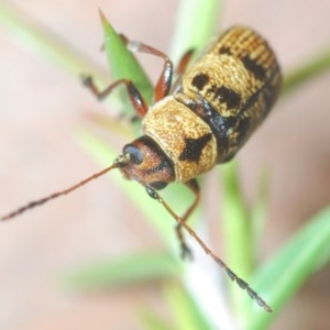 Aporocera (Aporocera) rufoterminalis at Nimmo, NSW - 7 Dec 2020