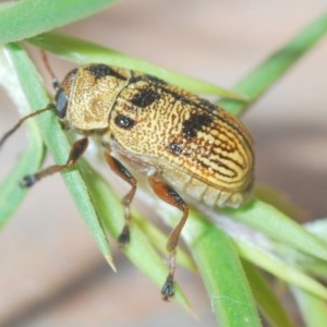 Aporocera (Aporocera) rufoterminalis at Nimmo, NSW - 7 Dec 2020