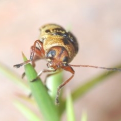 Aporocera (Aporocera) rufoterminalis at Nimmo, NSW - 7 Dec 2020