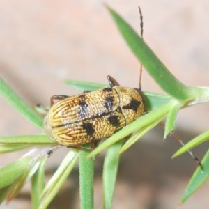 Aporocera (Aporocera) rufoterminalis at Nimmo, NSW - 7 Dec 2020