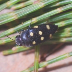 Astraeus (Astraeus) pygmaeus at Wyanbene, NSW - 7 Dec 2020