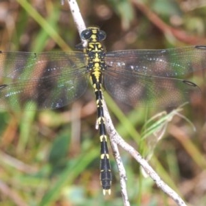 Hemigomphus gouldii at Bendoura, NSW - 6 Dec 2020