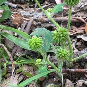 Hydrocotyle laxiflora at Downer, ACT - 7 Dec 2020