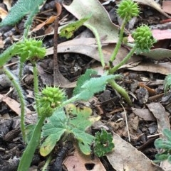 Hydrocotyle laxiflora at Downer, ACT - 7 Dec 2020 03:17 PM