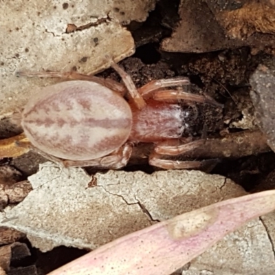 Clubiona sp. (genus) (Unidentified Stout Sac Spider) at Mitchell, ACT - 8 Dec 2020 by trevorpreston