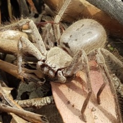 Isopeda (genus) (Huntsman Spider) at Mitchell, ACT - 8 Dec 2020 by trevorpreston