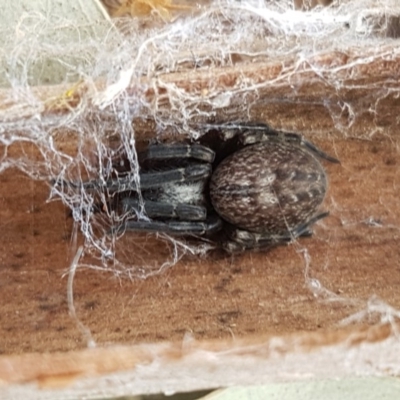 Badumna sp. (genus) (Lattice-web spider) at Mitchell, ACT - 7 Dec 2020 by tpreston