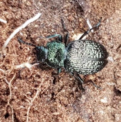 Adelium porcatum (Darkling Beetle) at Mitchell, ACT - 7 Dec 2020 by tpreston