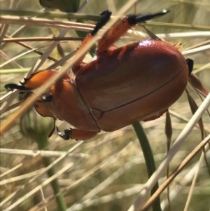 Anoplognathus montanus at Mitchell, ACT - 8 Dec 2020