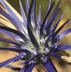 Eryngium ovinum (Blue Devil) at Mitchell, ACT - 8 Dec 2020 by MattFox