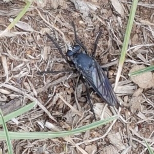 Apothechyla sp. (genus) at Mitchell, ACT - 8 Dec 2020