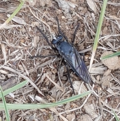 Apothechyla sp. (genus) (Robber fly) at Mitchell, ACT - 7 Dec 2020 by tpreston