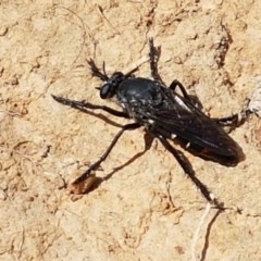 Apothechyla sp. (genus) at Mitchell, ACT - 8 Dec 2020