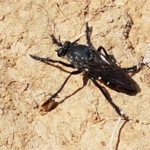 Apothechyla sp. (genus) at Mitchell, ACT - 8 Dec 2020