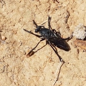 Apothechyla sp. (genus) at Mitchell, ACT - 8 Dec 2020