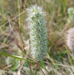 Trifolium angustifolium (Narrowleaf Clover) at Crace Grasslands - 8 Dec 2020 by trevorpreston