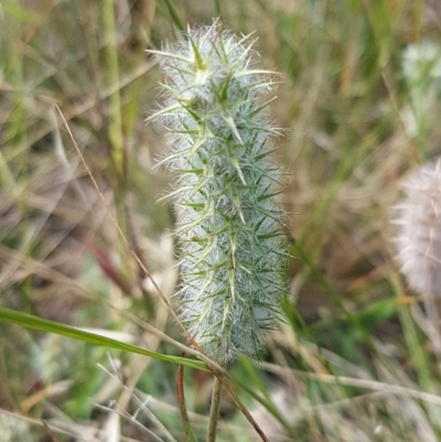 Trifolium angustifolium (Narrowleaf Clover) at Crace Grasslands - 8 Dec 2020 by trevorpreston