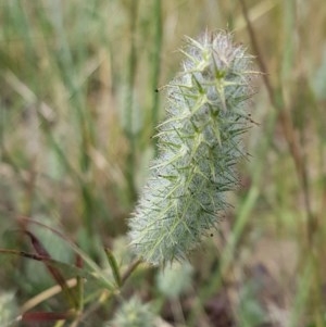 Trifolium angustifolium at Mitchell, ACT - 8 Dec 2020