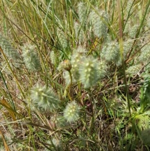 Trifolium angustifolium at Mitchell, ACT - 8 Dec 2020