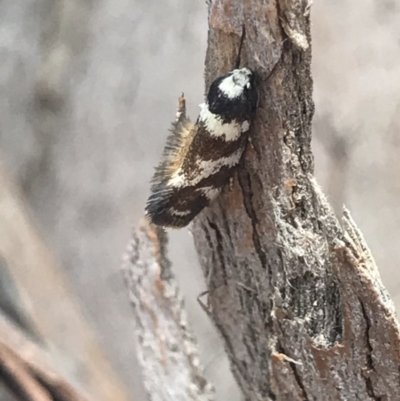 Isomoralla eriscota (A concealer moth) at Mitchell, ACT - 7 Dec 2020 by MattFox