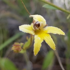 Goodenia paradoxa at Mitchell, ACT - 8 Dec 2020