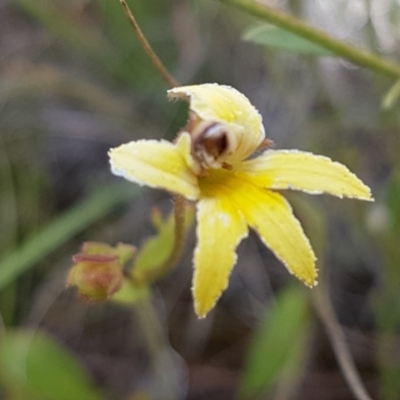 Velleia paradoxa (Spur Velleia) at Mitchell, ACT - 8 Dec 2020 by tpreston