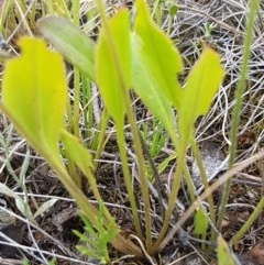 Goodenia paradoxa at Mitchell, ACT - 8 Dec 2020