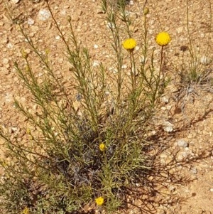 Rutidosis leptorhynchoides at Mitchell, ACT - 8 Dec 2020