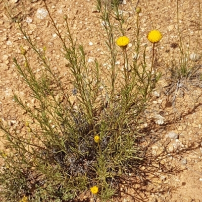 Rutidosis leptorhynchoides (Button Wrinklewort) at Mitchell, ACT - 8 Dec 2020 by tpreston