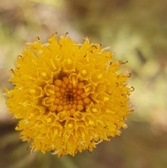 Rutidosis leptorhynchoides at Mitchell, ACT - 8 Dec 2020