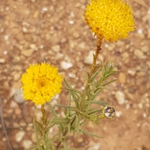 Rutidosis leptorhynchoides at Mitchell, ACT - 8 Dec 2020