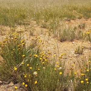 Rutidosis leptorhynchoides at Mitchell, ACT - 8 Dec 2020