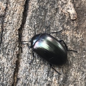 Chalcopteroides spectabilis at Lyneham, ACT - 8 Dec 2020