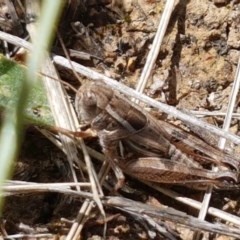 Brachyexarna lobipennis at Mitchell, ACT - 8 Dec 2020