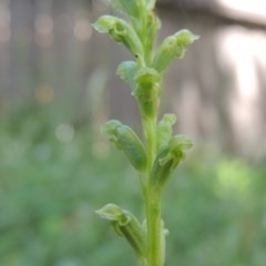Microtis unifolia (Common Onion Orchid) at Conder, ACT - 18 Nov 2020 by MichaelBedingfield