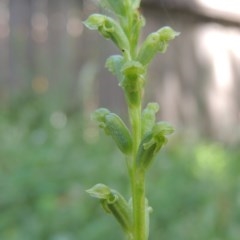 Microtis unifolia (Common Onion Orchid) at Conder, ACT - 18 Nov 2020 by michaelb