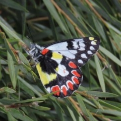 Delias aganippe (Spotted Jezebel) at Majura, ACT - 8 Dec 2020 by owenh