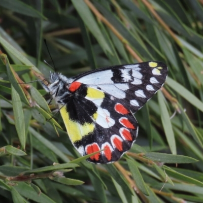 Delias aganippe (Spotted Jezebel) at Majura, ACT - 8 Dec 2020 by Owen