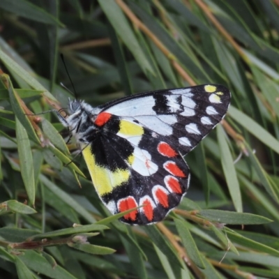 Delias aganippe (Spotted Jezebel) at Majura, ACT - 8 Dec 2020 by owenh