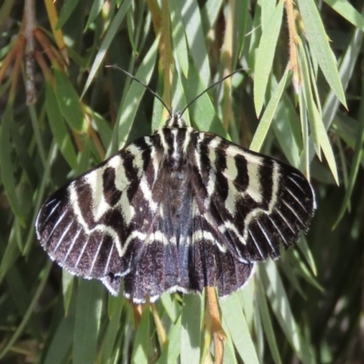 Comocrus behri (Mistletoe Day Moth) at Majura, ACT - 8 Dec 2020 by owenh