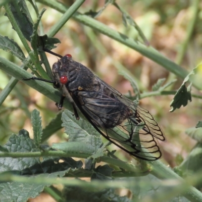 Psaltoda moerens (Redeye cicada) at Majura, ACT - 8 Dec 2020 by owenh