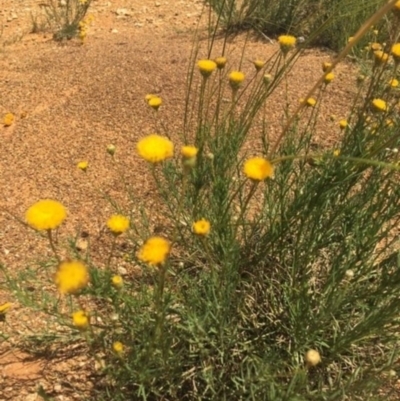 Rutidosis leptorhynchoides (Button Wrinklewort) at Crace Grasslands - 8 Dec 2020 by NedJohnston